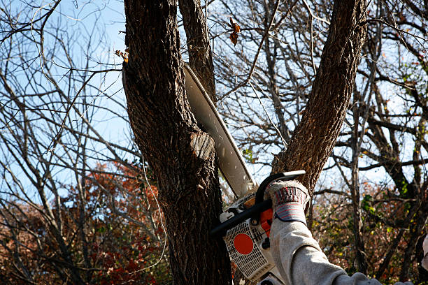 Seasonal Cleanup (Spring/Fall) in Roanoke, VA