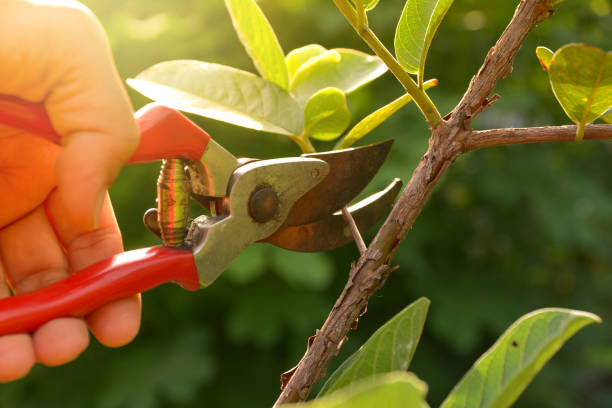 Professional Tree Removal Services in Roanoke, VA